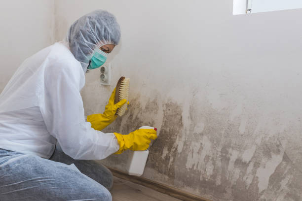 Best Attic Mold Remediation in Ripley, OH